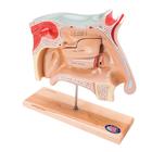 Sinus Endoscopy Trainer, 2 part - English, 1005542 [W42525], Ear Models (Small)