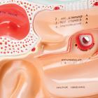 Sinus Endoscopy Trainer, 2 part - English, 1005542 [W42525], Ear Models (Small)