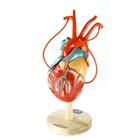 Novo Coração da América PLUS com vasos de Bypass Coronário, 1018273 [W42571], Modelo de coração e circulação