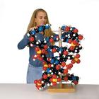 Modelo de ADN gigante, 1005559 [W42580], Biología