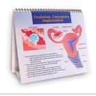 Understanding Birth Control, 1018279 [W43084], Sex Education