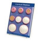 Cervical Dilation Easel Display, 1012488 [W43093], Pregnancy and Childbirth Education
