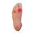 Modello di piede diabetico, 1017936 [W43107], Strumenti per l’istruzione al diabete (Small)