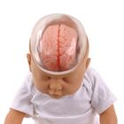 Shaken Baby Demonstration Model, 1017928 [W43117], Parenting Education (Small)