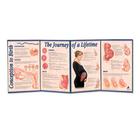 Conception to Birth - The Journey of a Lifetime Folding Display, 3004695 [W43151], Health Education