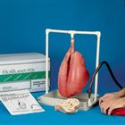 BioQuest Inflatable Lungs Kit, 1009190 [W44130], Heart Health and Fitness Education