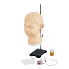 Simulador de Diagn&oacute;stico e Processual para Ouvidos, 1017258 [W44747], Exame Otorrinolaringol&oacute;gico (Small)