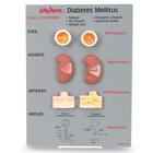 Diabetes Mellitus Teaching Kit, 1020039 [W44766], Health Education