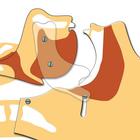 Airway Simulation Board, 1024350 [W44776], BLS adulto (Small)