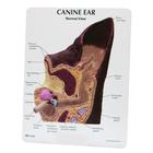 Canine Ear Model - Normal / Infected, 1019593 [W47850], Zoological Diseases
