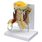 Colonna cervicale Deluxe con muscoli, 1019511 [W47853], Modelli di vertebre