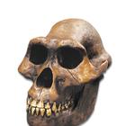 Bone Clones® Australopithecus afarensis Skull, W59305, Anthropology