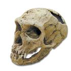 Bone Clones® Homo neanderthaliens Skull, W59307, Anthropology