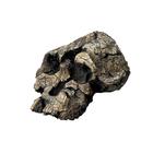 Bone Clones® Kenyanthropus platyops Skull, W59308, Human Skull Models