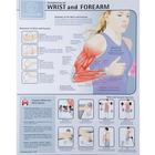 Strengthening the Forearm and Wrist Chart - Laminated, W59509, Muscle