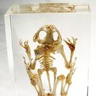 Frog Skeleton
Toad Bufobufogargarizans, W59553, Inclusions