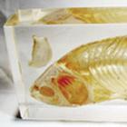 Fish Skeleton
Fish Carrassias auratus, W59554, Especímenes Incrustados