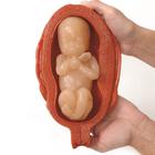Uterus/Fetus Model Set (5), 3004840 [W99999-509], Pregnancy Models (Small)