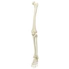 Skeletons: Left leg, white, 1020642 [XA011], 교체 부품