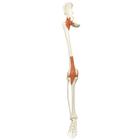 Spare leg with ligaments, right, for A12, A12/1, 1020643 [XA012], Replacements