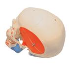 Crâne de rechange avec muscles et perçage pour A11, A11/1, A13 et A13/1, 1020654 [XA023], Pièces de rechange