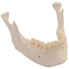 Replacement lower jaw with teeth for skeleton models, 1020655 [XA024], Replacements