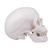 Cranio con traforo, 1020656 [XA025], Ricambi (Small)