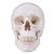 Cranio con traforo, 1020656 [XA025], Ricambi (Small)