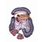 Torsos: Large intestine system with pancreas, 3 parts, 1020673 [XB015], 교체 부품