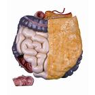 Torsos: Whole intestine system with pancreas, 2 parts, 1020674 [XB016], 교체 부품