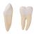 Spare canine and molar for D25, 1020688 [XD001], Replacements (Small)