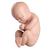 L20 için yedek fetus, 1020700 [XL001], Yedek Parça (Small)