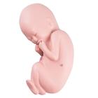 Spare fetus for L10/5, 1018634 [XL003], Replacements