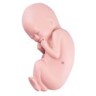Spare fetus for L10/6, 1020701 [XL004], Replacements