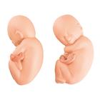 Fetos de repuesto para fetos gemelos modelo de 5 meses, 1020702 [XL005], Repuestos