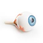 Torso Eye for VA01 / 1001235 und VA16 / 1001236, 1008577 [XYZ3], 교체 부품