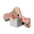 Wilma 상처 발™  Wilma Wound Foot™, 1017978 [w46516], 욕창간호 (Small)