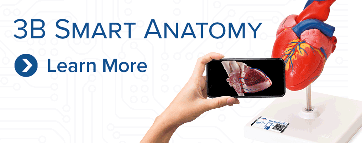 3b smart anatomy heart logo